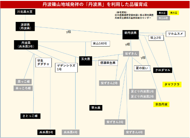 丹波篠山市 黒豆300年